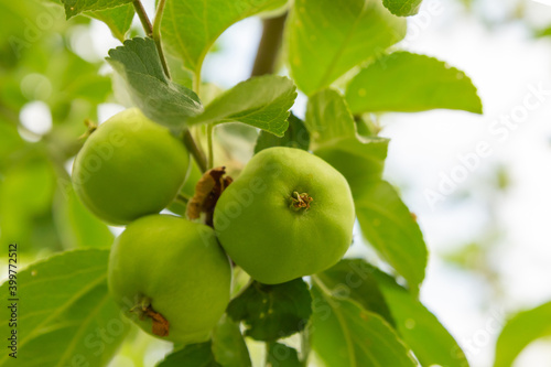 green apple fruit bunch growing on a tree branch close-up