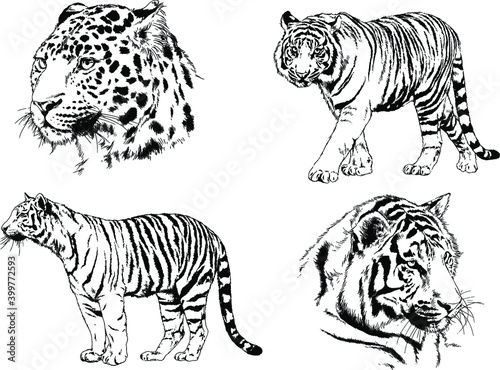 vector drawings sketches different predator   tigers lions cheetahs and leopards are drawn in ink by hand   objects with no background