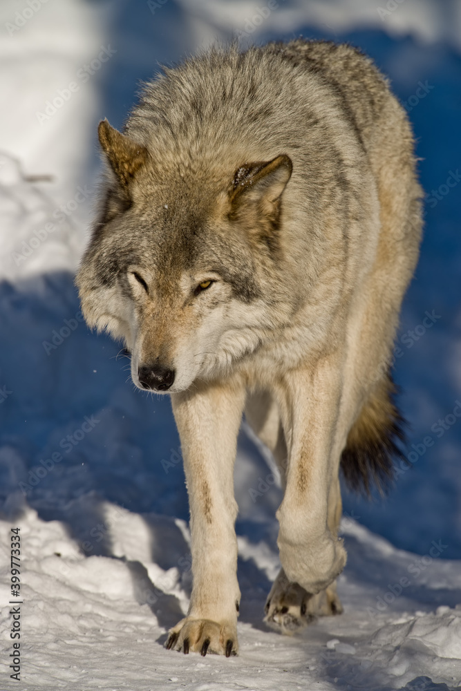 Eastern Gray Wolf