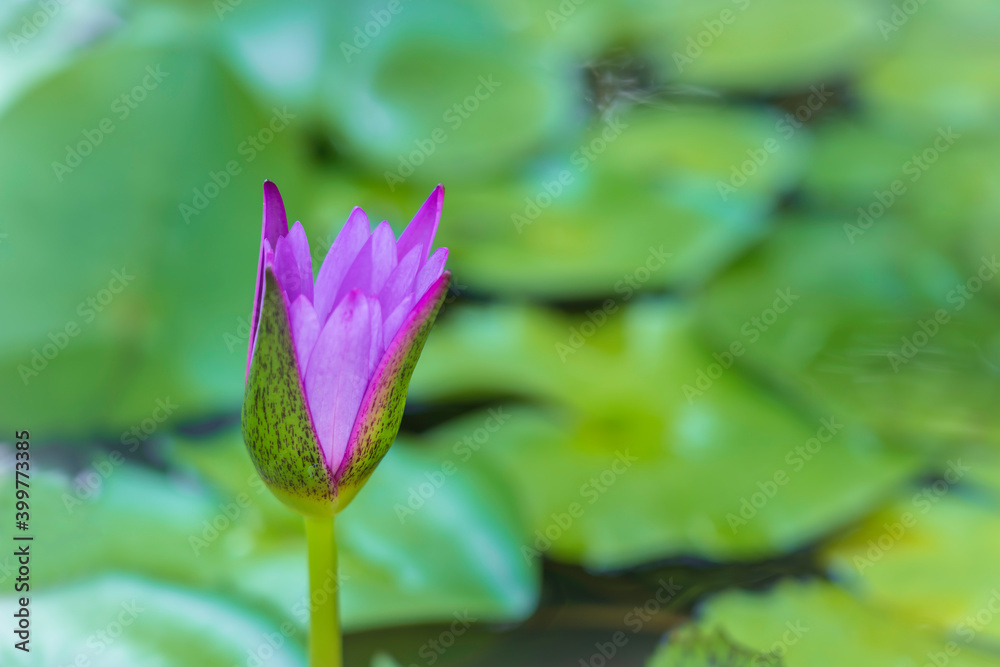 Beautiful blue and purple lotus with green leaves blooming in the pond. In Asia, lotus flowers are the auspicious thing. Beautiful blue and purple lotus with green leaves blooming in the pond. In Asia, lotus flowers are the auspicious thing.