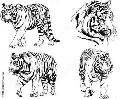 vector drawings sketches different predator   tigers lions cheetahs and leopards are drawn in ink by hand   objects with no background