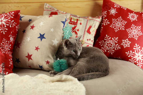 Russian blue cat is ready for new year. Cat at home. Red and white surrounding. Very beautiful Christmas atmosphere. Green eyes, grey fur, winter in Belarus. © Iryna Boro