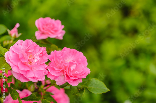 Roses in the garden. Flowering plants. Summer fragrant romantic Flowers.