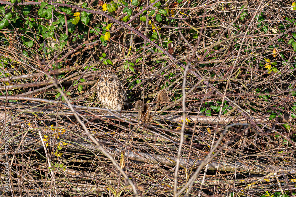 Short-eared owl, asio flammeus, roost in winter trees, Waltham Abbey, Essex, UK