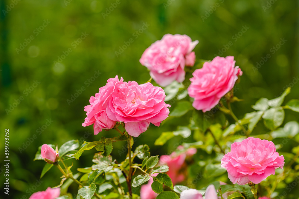 Roses in the garden. Flowering plants. Summer fragrant romantic Flowers.