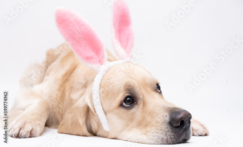 Happy Easter concept. A dog in a rabbit costume lies on a white background. Easter Golden Retriever. Preparation for the holiday. Spring postcard.