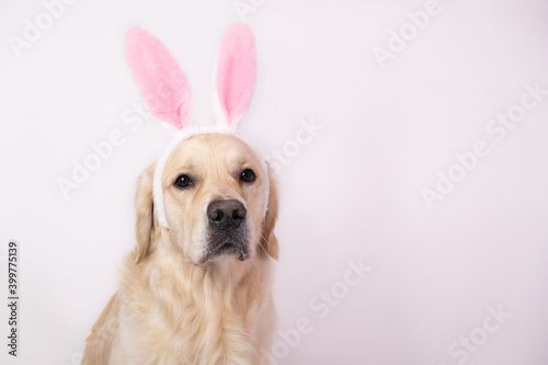 Happy Easter concept. Dog in a rabbit costume sits on a white background. easter golden retriever. Preparation for holiday. Spring greeting card