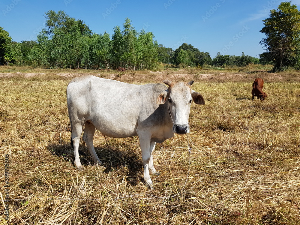 White cows in the field with various gestures