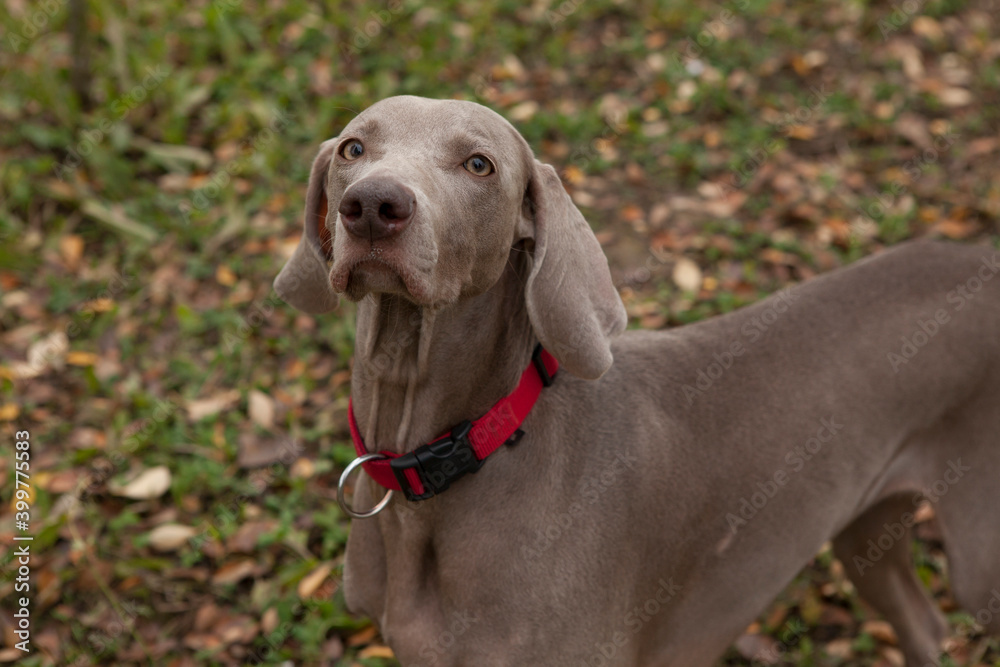 Weimaraner dog with a red collar outdoors in autumn in the park.