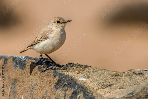 Marico Flycatcher on a rock in the Moon Valley near Swakopmund in Namibia © serge