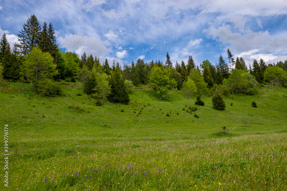Fototapeta premium Mountain field surrounded by pine trees
