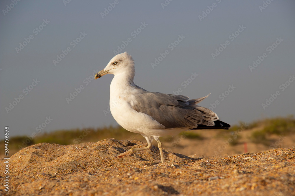Fototapeta premium A lonely seagull wanders the sand