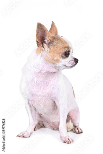  Chihuahua isolated on white background.