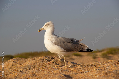 A lonely seagull wanders the sand