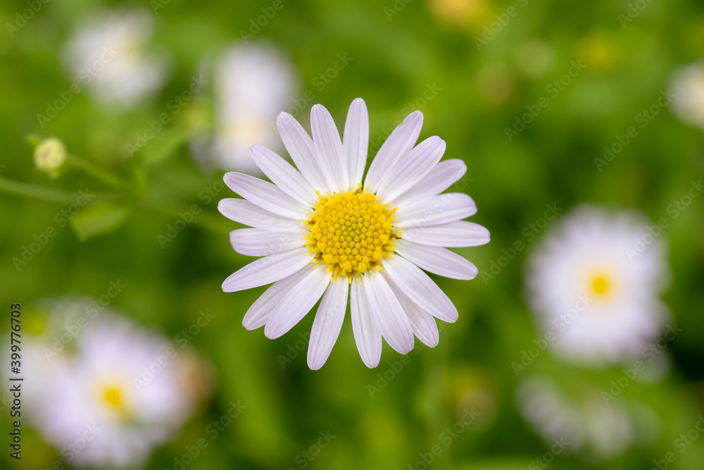 Small bee collecting a pollen on Margaret Flower close up with real blurred nature background. Group of a beautiful Daisy and Margaret flower in garden with copyspace. Small bee collecting a pollen on Margaret Flower close up with real blurred nature background. Group of a beautiful Daisy and Margaret flower in garden with copyspace.
