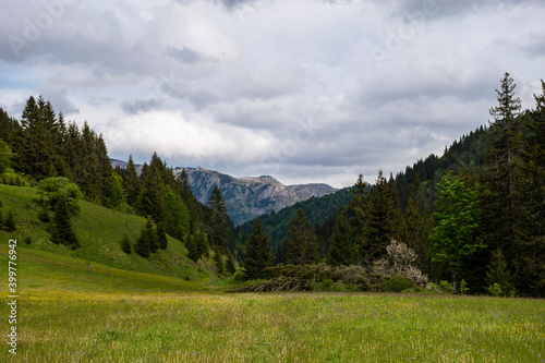 Mountain field surrounded by pine trees