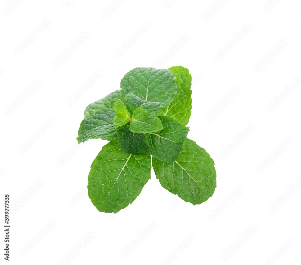 Mint leave on white background Mint leave on white background