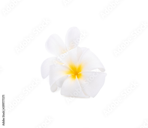 White Plumeria flowers isolated on white background.