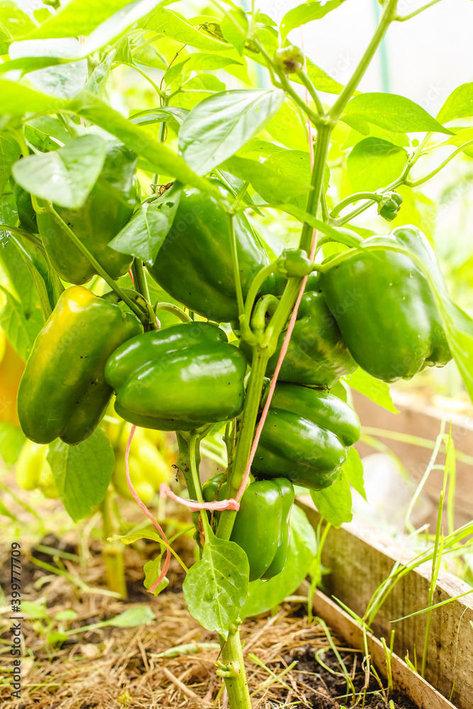 Peppers in the greenhouse. Harvest Peppers in the farm garden. Fresh vegetables from the garden.