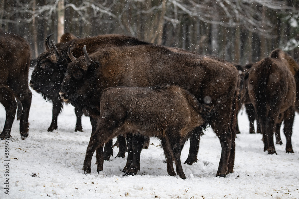 bison in winter forest bison in winter forest