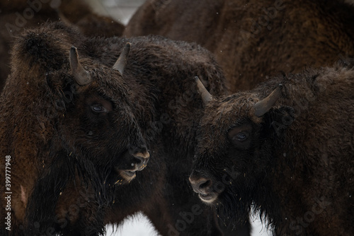 Wallpaper Mural bison in winter forest Torontodigital.ca