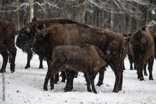 bison in winter forest