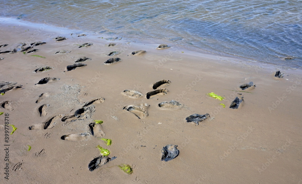 Fußspuren bei Wattwanderung im Wattenmeer Stock Photo | Adobe Stock