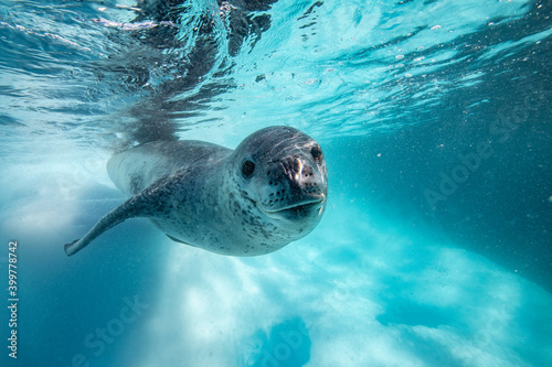 Leopard seal underwater in Antarctica © Stanislav