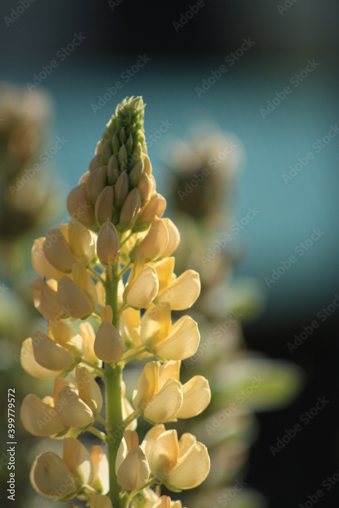 pine cone flower pine cone flower