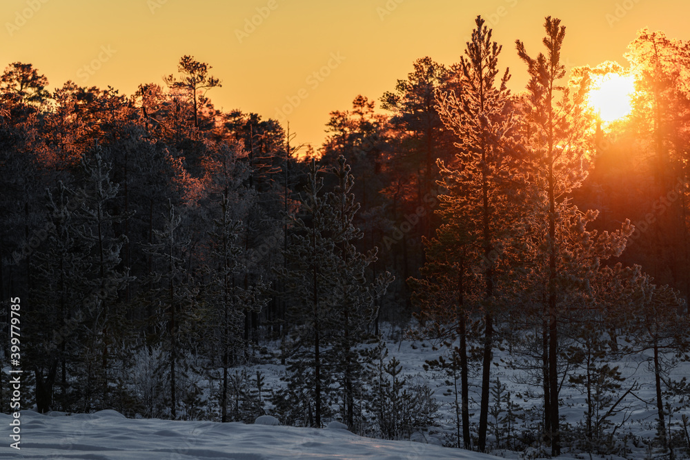 Fototapeta Poranny wschód słońca w zimowym lesie oświetlający drzewa.