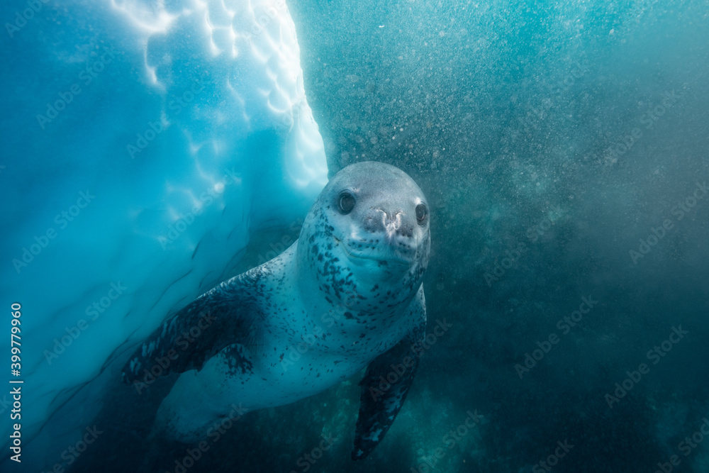 Fototapeta premium Leopard seal underwater in Antarctica