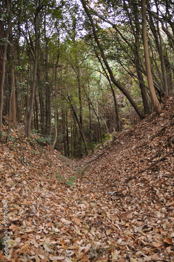 小倉城跡　大堀切（埼玉県ときがわ町）