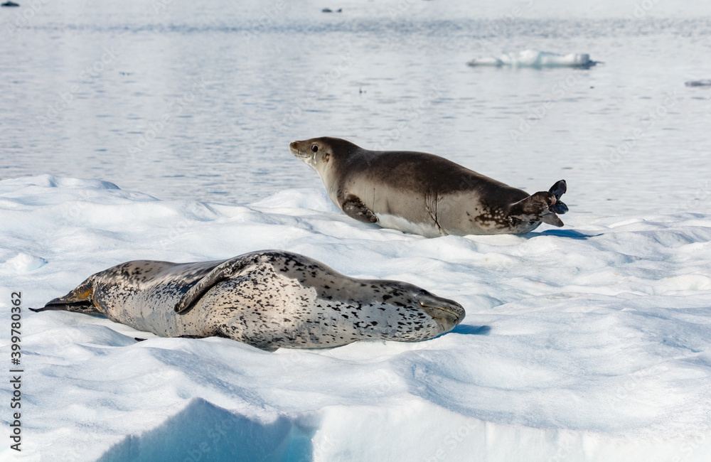 Obraz premium Seal on the ice