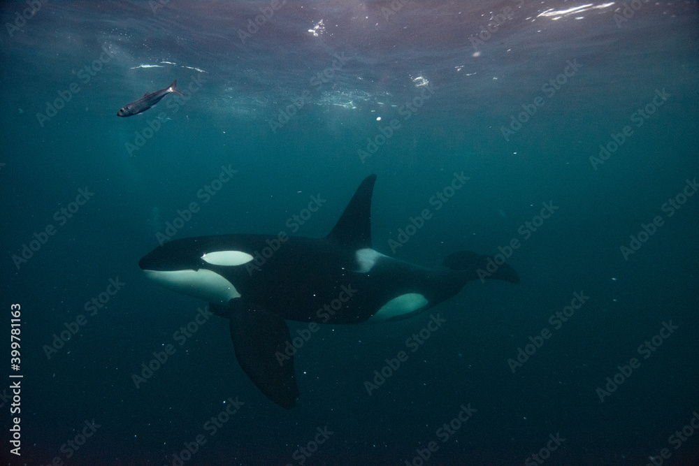 Naklejka premium Orca underwater in Norway