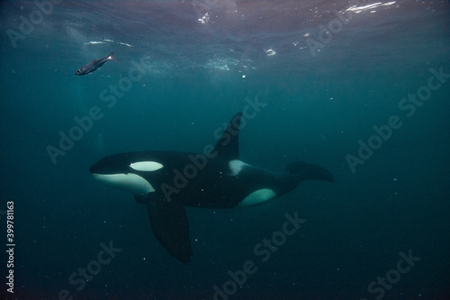 Orca underwater in Norway © Stanislav