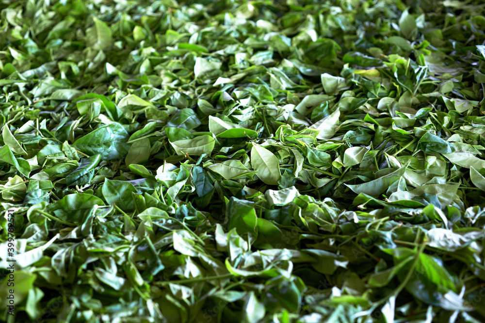 Closeup of big heap of dried black tea leaves Closeup of big heap of dried black tea leaves