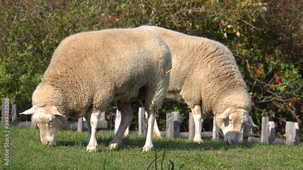 Sheep (Ovis) grazing in a meadow Sheep (Ovis) grazing in a meadow
