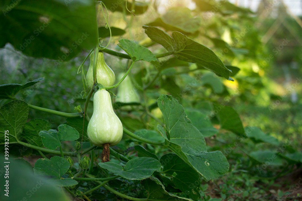 Obraz premium Butternut squash or Cucurbita moschata is growing on the tree