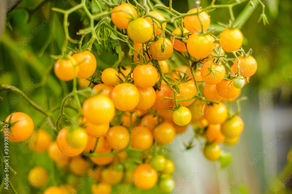 Tomatoes in the greenhouse. Harvest tomatoes in the farm garden. Fresh vegetables from the garden. Tomatoes in the greenhouse. Harvest tomatoes in the farm garden. Fresh vegetables from the garden.