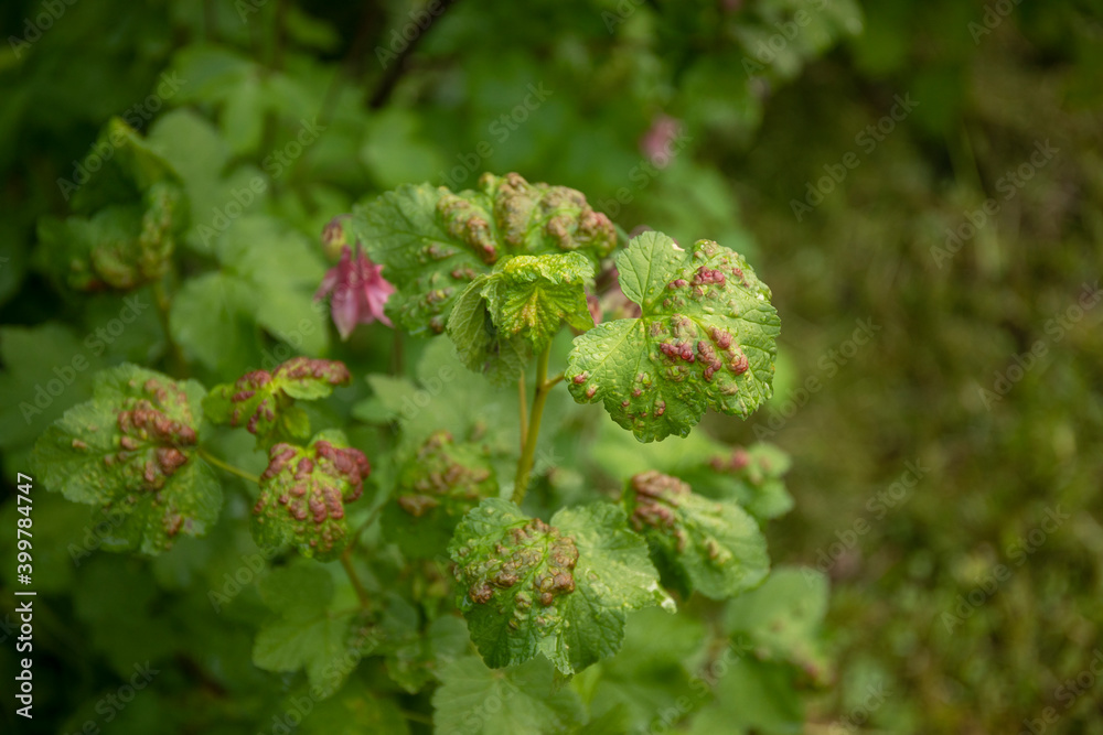 Disease of red and black currants, infection with Gallic aphids Anthracnose. Brown and red blisters on green leaves on the upper side. Disease of red and black currants, infection with Gallic aphids Anthracnose. Brown and red blisters on green leaves on the upper side.