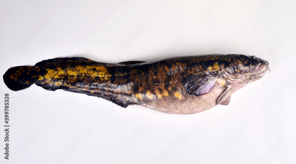 Fototapeta premium Fresh fish burbot close up, isolated on white background