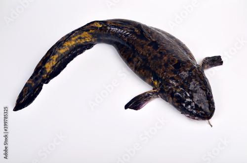 Картината върху платно Fresh fish burbot close up, isolated on white background