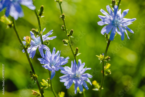 Chicory. Chicory flowers growing in nature. Plant used in cooking and dietary food