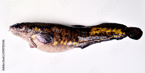 Fototapet Fresh fish burbot close up, isolated on white background