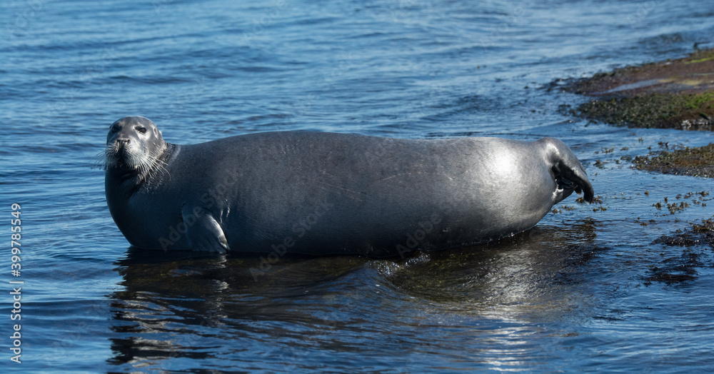 Fototapeta premium Seal in the Arctic