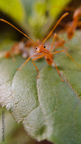 Ant on a leaf