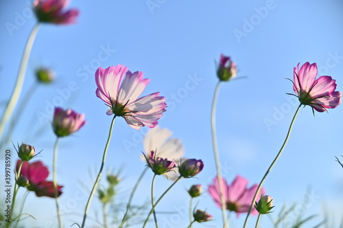 Close-up of pink cosmos flowers against the bright sunny sky.
