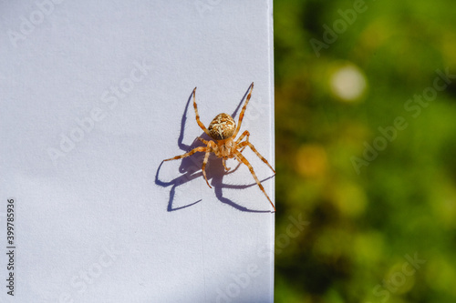 Spider cross. Wild dangerous poisonous arachnid. Arachnophobia. Fear of insects.