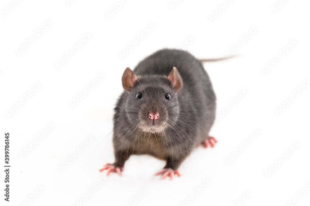 dark brown rat with big black eyes portrait of a domestic animal on an isolated background dark brown rat with big black eyes portrait of a domestic animal on an isolated background