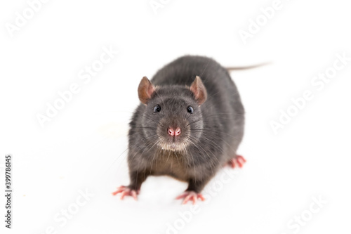 dark brown rat with big black eyes portrait of a domestic animal on an isolated background